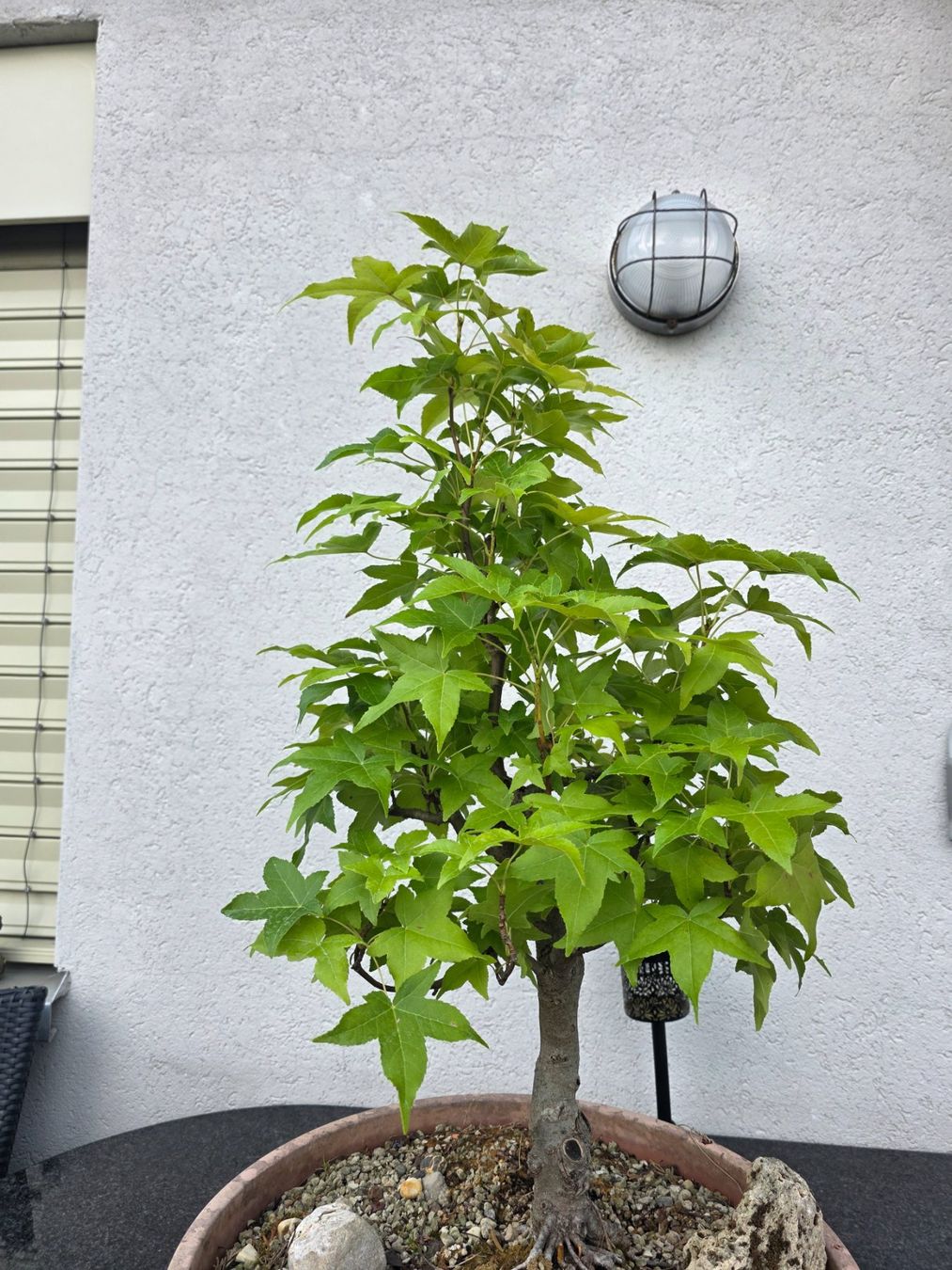 Plantes & graines: Ahorn Pre-Bonsai in Trainingstopf – D'occasion à Steinhausen par Dsandro 4