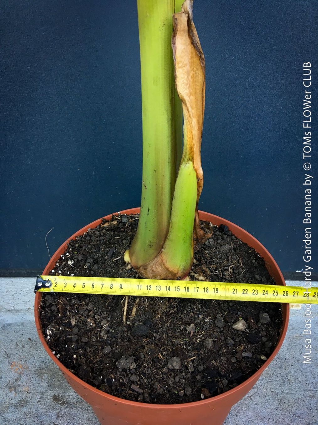 Piante & sementi: Winterharte Gartenbanane 140cm - Musa Basjoo - Top robust – Nuovo e nell'imballaggio originale da Adliswil venduto da astom369 2