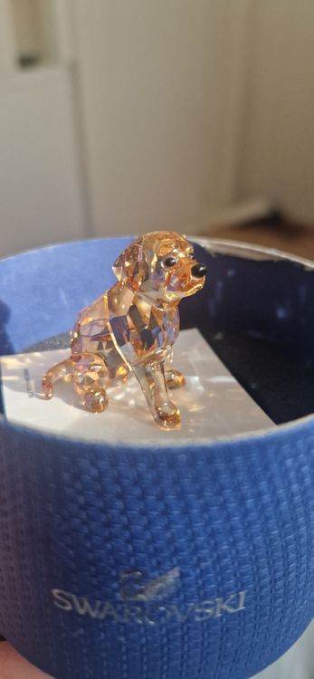 24 Stück Golden Retriever Hängespiralen – Bunte Dekoration Für Hundepartys & Geburtstage