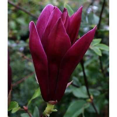 Piante & sementi: Magnolia à fleurs pourpres  20cm – Nuovo e nell'imballaggio originale da Bremblens venduto da FIBONACCI369 3