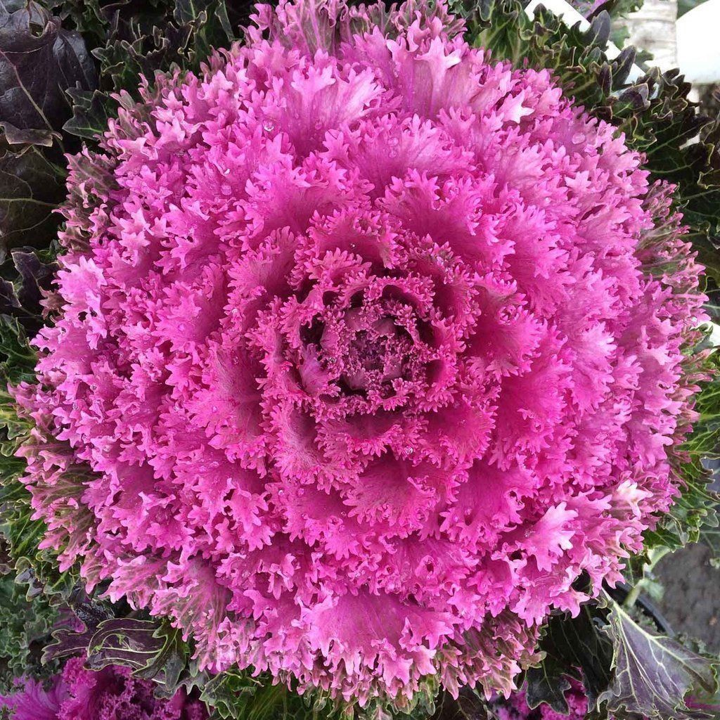 Piante & sementi: 15 Samen Ornamentalkohl Pink Kamome – Nuovo (secondo la descrizione) da Ehrendingen venduto da VerveinaSamen 1