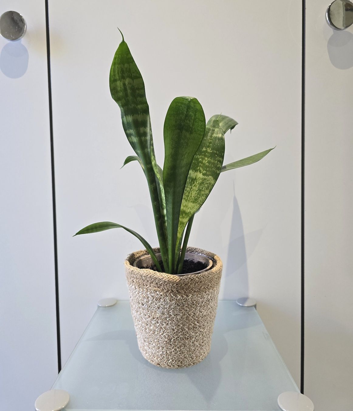 Piante & sementi: Pflanze Sansevieria / Bogenhanf 41 cm inklusive Korbtopf – Usato da Oetwil an der Limmat venduto da dhantal 7