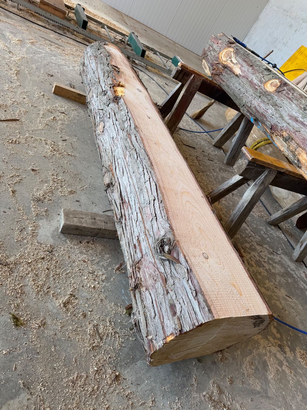Articoli in legno: Thuja klotzbretter ganzer Stamm – Usato da Holziken venduto da Timbergrizzly 8