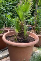 Palme Blumen Pflanzen Blumentopf Pflanzentopf Topf