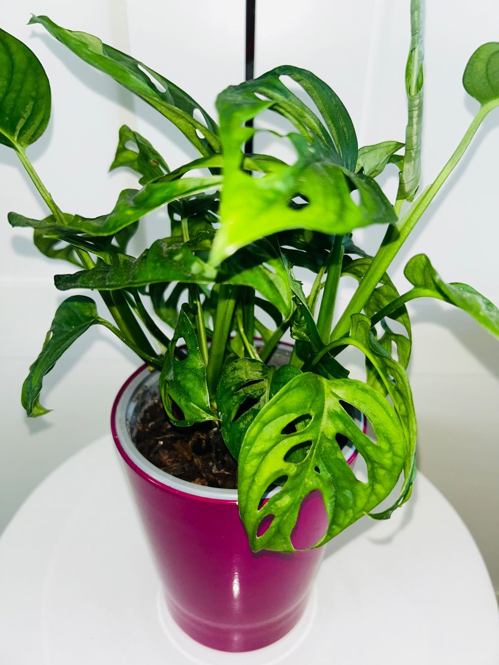Plantes & graines: Monstera 'Monkey Leaf Monstera adansonii & ceramic cache pot – D'occasion à Kilchberg ZH par malibubeach 3