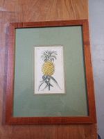 ancienne planche de botanique,  ananas