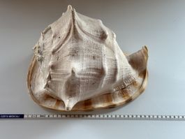 Cassis Cornuta