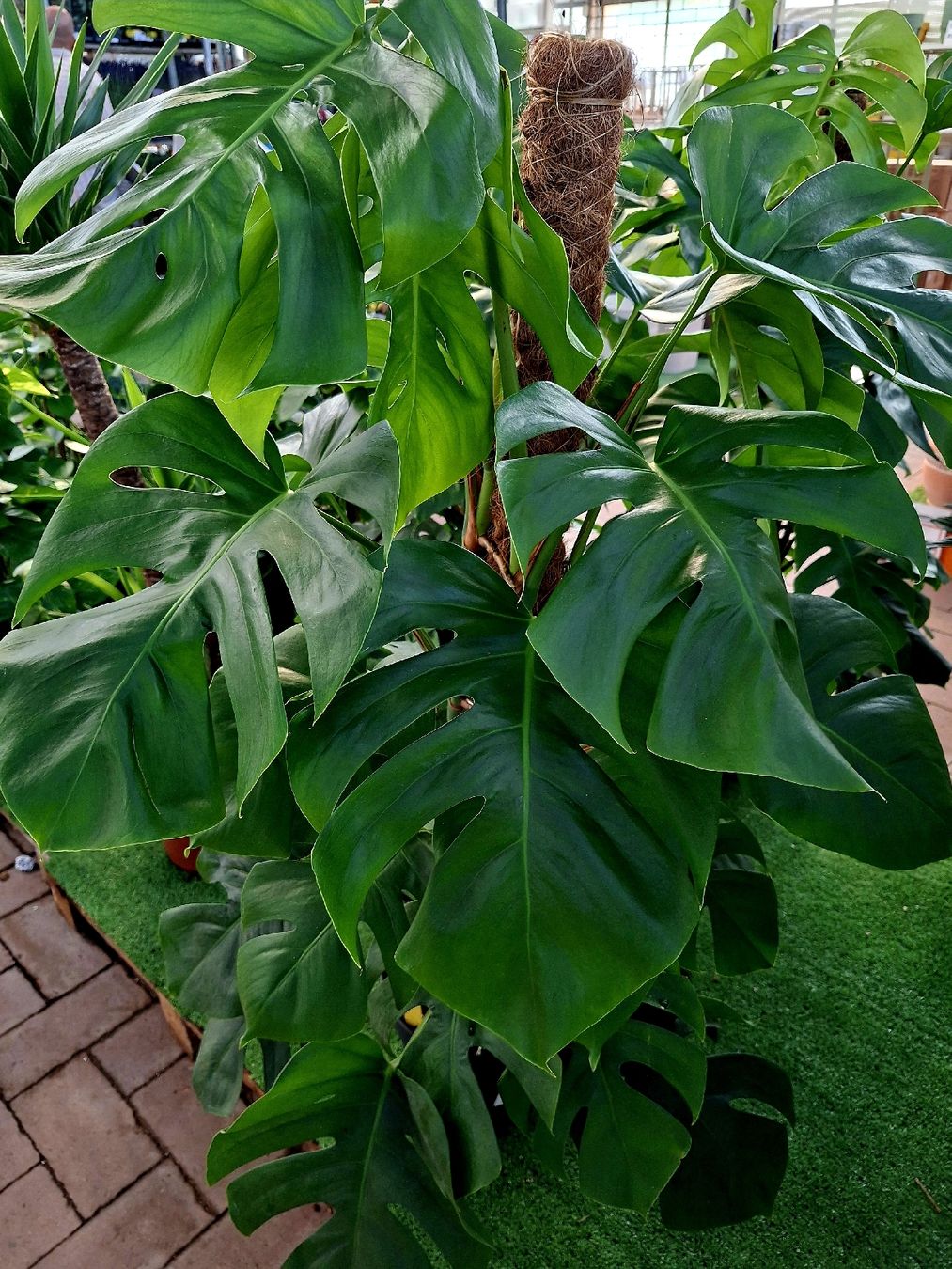 philodendron thai sunrise variegata Philodendron Thai Sunrise Variegated – ASHIYANA STORE main image 1