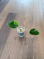 Alocasia Dragon Scale Mint Baby Pflanze