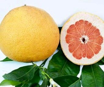 Pflanzen & Samen: 10 Samen Rote Grapefruit STAR RUBY "Citrus Paradisi" – Neu und originalverpackt aus Rovio von POSITIFFARTandPLANTS 6