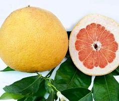 5 Samen Rot Grapefruit STARRUBY "Citrus Paradisi"‪‪‪