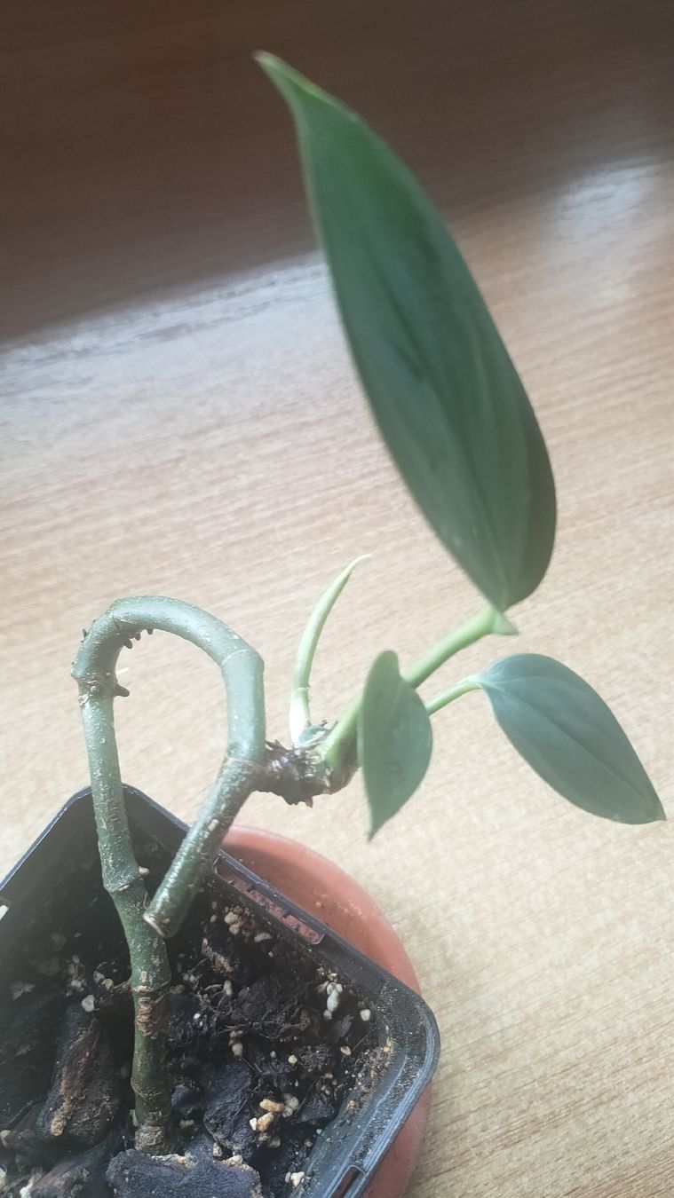 Piante & sementi: monstera decruciva (queue de 🐉) – Nuovo (secondo la descrizione) da St-Aubin-Sauges venduto da may_2yrv