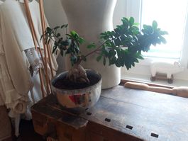 Zimmerpflanze Pflanze Ficus Ginseng Bonsai ohne Topf