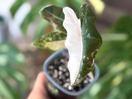 Alocasia Pseudo Sanderiana Pink