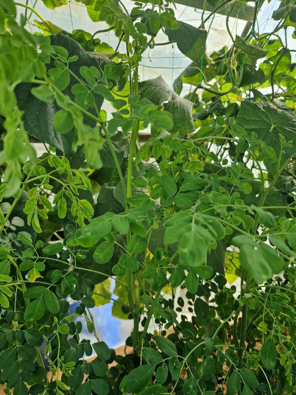 Piante & sementi: Moringa Pflanzen ca 140 cm.Gross – Usato da Rothrist venduto da Aloe16