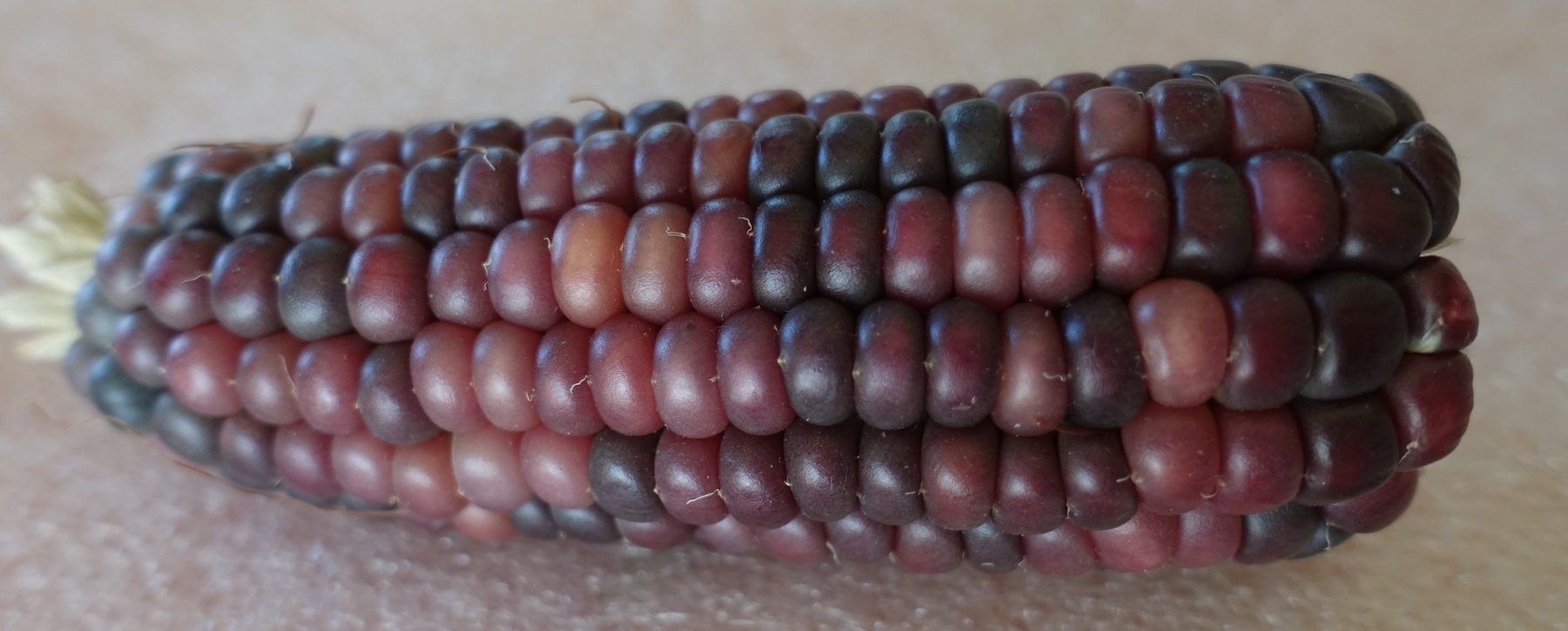 Piante & sementi: Samen Popcornmais rot 10 – Usato da Schwaderloch venduto da bademeister79