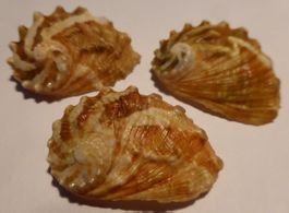3 HALIOTIS DOHRNIANA-MEEROHREN ABALONE MUSCHELN, INTERESSANT
