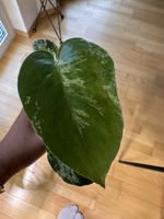 🌿Monstera Bulbasaur Jungpflanze🌿