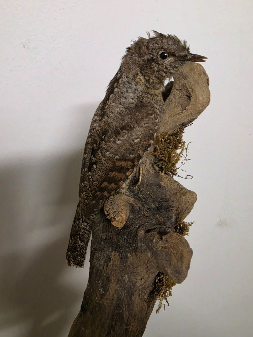 Il mondo degli animali: Präparat Wendehals – Usato da Oberrindal venduto da Ketupu