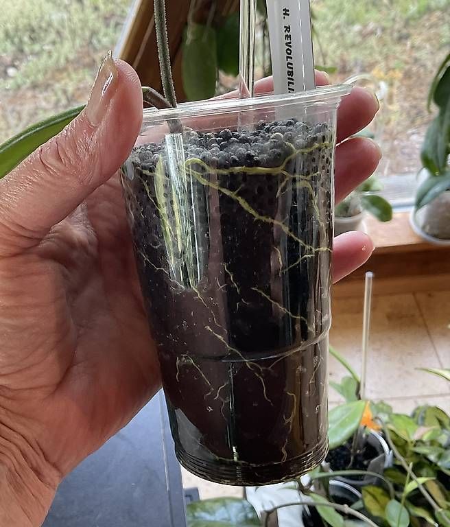 Piante & sementi: Hoya revolubilis – Nuovo e nell'imballaggio originale da Schönholzerswilen venduto da Leavylounge 2