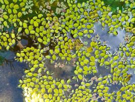Aktion! Schwimmfarn Aquarium und Teich
