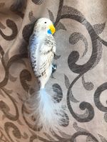 hellblauer Wellensittich Vogel Papagei