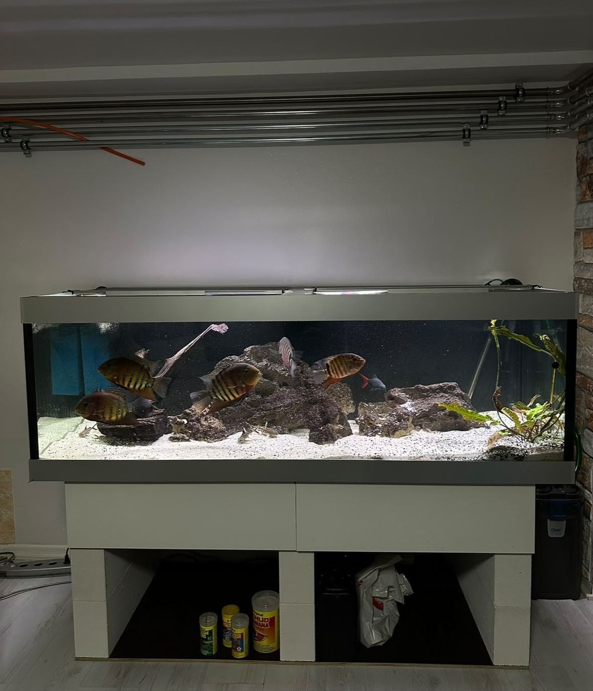 Acquari: 650 l Aquarium – Usato da Rickenbach b. Wil venduto da zer_82qq