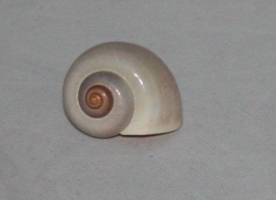 Statuette: Schneckenhaus – Usato da Flüelen venduto da Diversicum-Shop