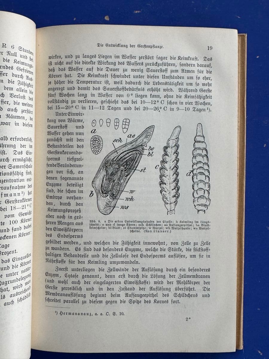 Libri: Die Gerste, botanische u. brautechnische Eigenschaften 1913 – Usato da Adliswil venduto da buch_und_kunst 3