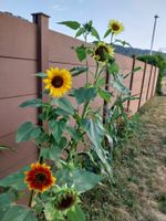Samen Sonnenblumen 4 Sorten a 3Stk. 2026