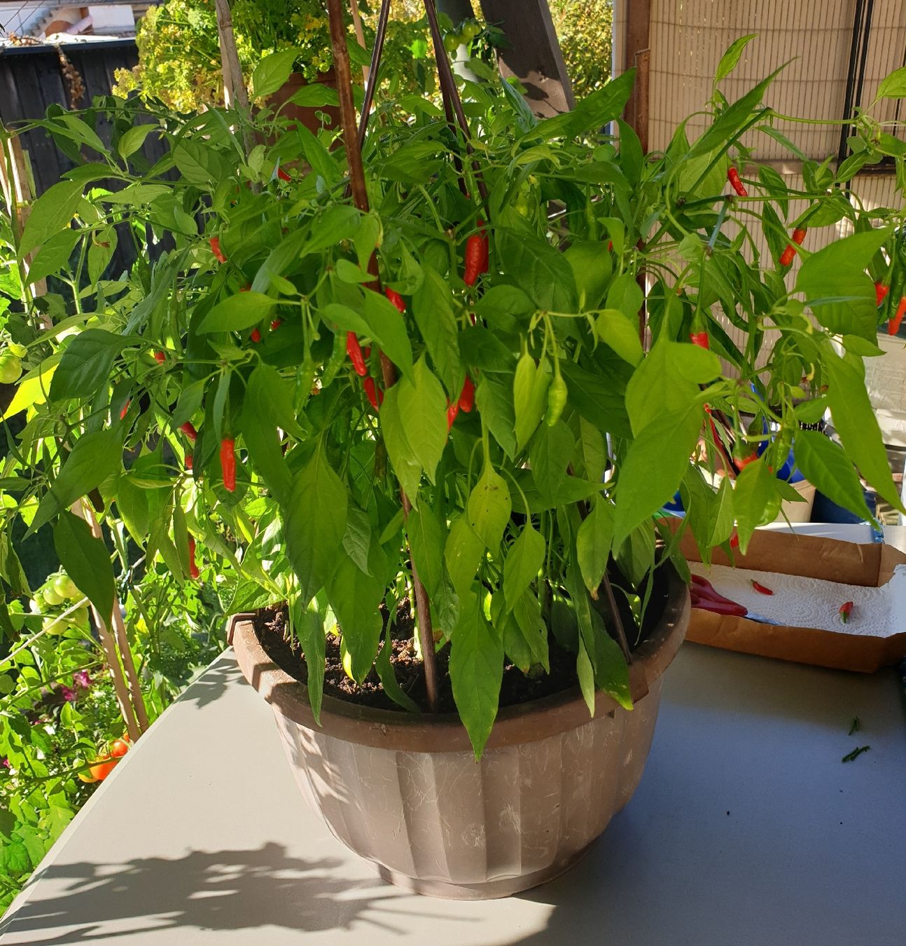 Cibi & Specialità: Piri Piri Chili - extrascharf - Eigenanbau - Bio – Nuovo (secondo la descrizione) da Othmarsingen venduto da topolino.schweiz 1