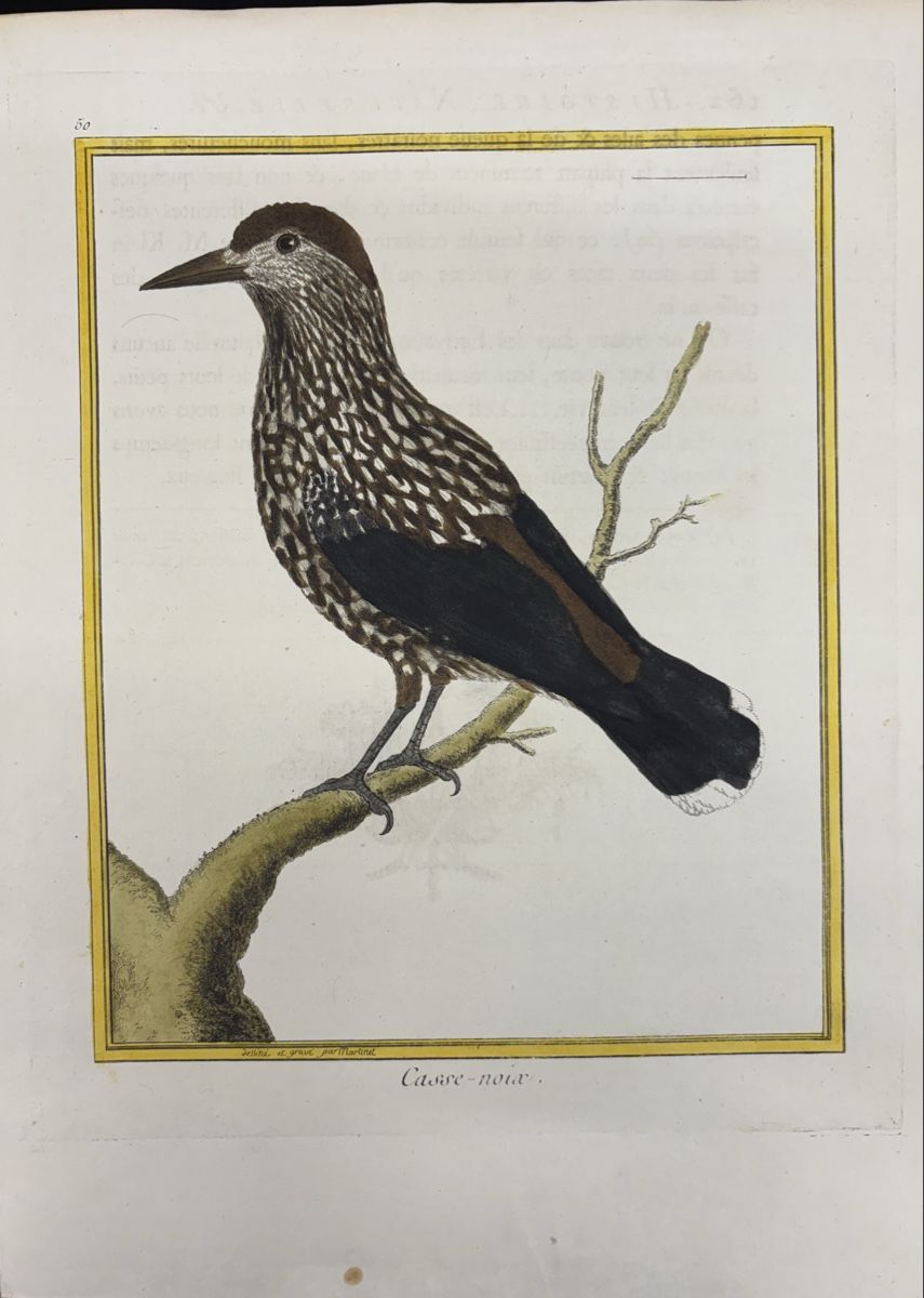 Libri: aus Histoire Naturelle, Buffon – Usato da liebefeld venduto da RolandBern