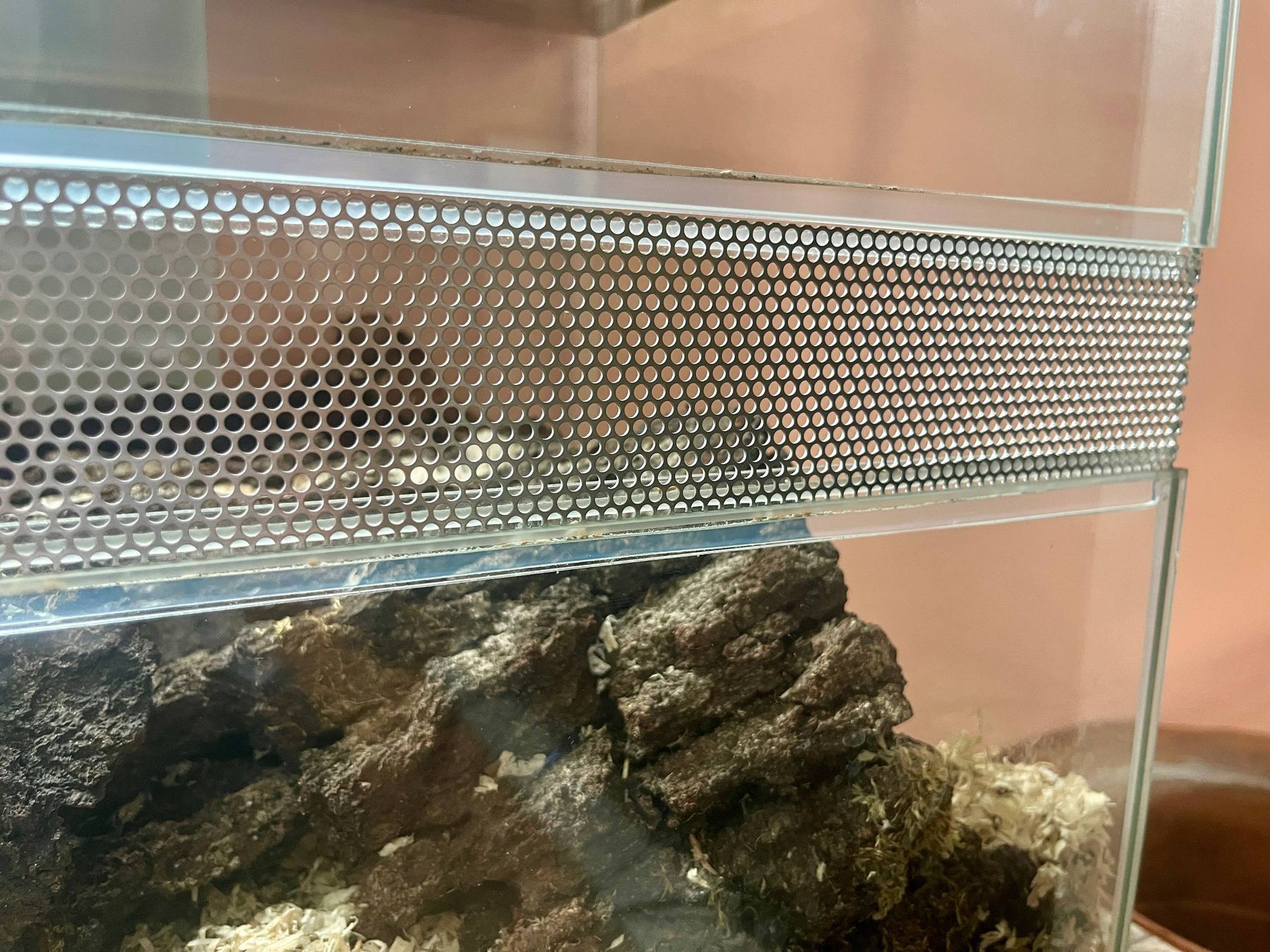 Terrario: Grosses Terrarium - Top Zustand – Usato da Allschwil venduto da MoZzareLla90 1