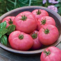 50 Samen PINK PONDEROSA Tomate