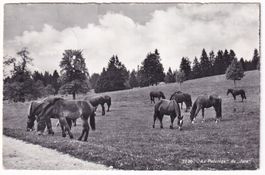 Au paturage " du Jura "  N°1030