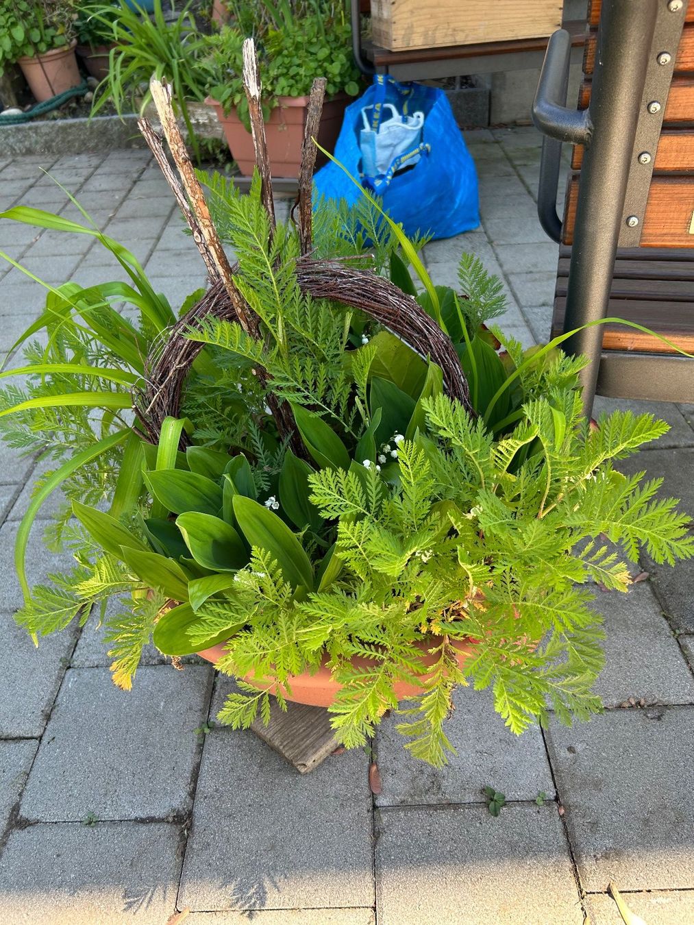 Plantes & graines: Blumenschale mit 5 Pflanzen – D'occasion à Frauenfeld par Irene.Schuppli