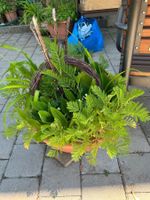 Blumenschale mit 5 Pflanzen