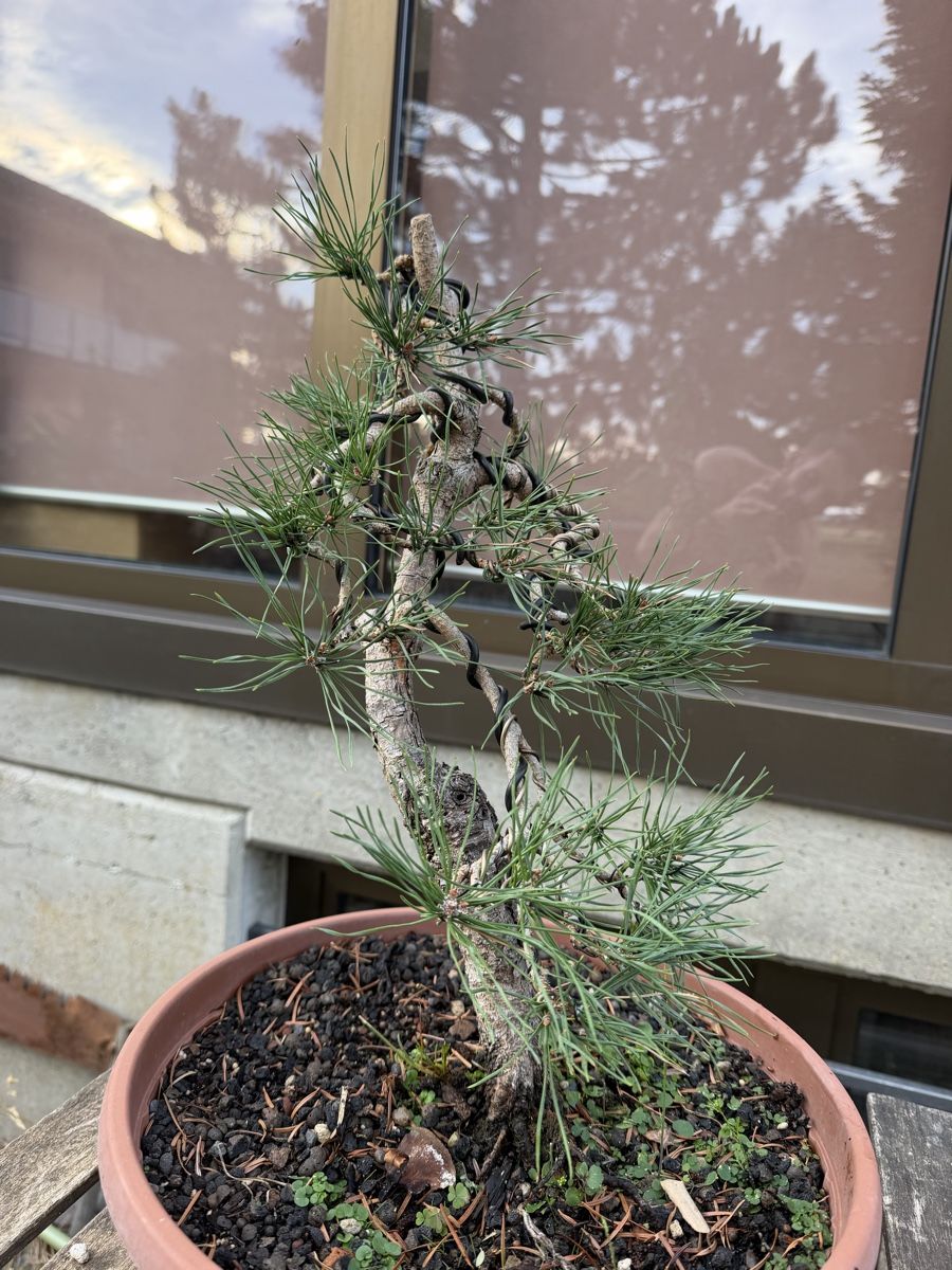 Piante & sementi: Pinus Sylvestris Bonsai – Usato da Suhr venduto da BonsaiGutzi 4