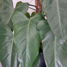 Profile image of Outficele