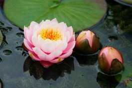 Seerose