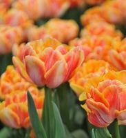 15 zwiebeln Tulpe FOXY FOXTROT ⚘️ 15 bulbes Tulipe FOXY FOX