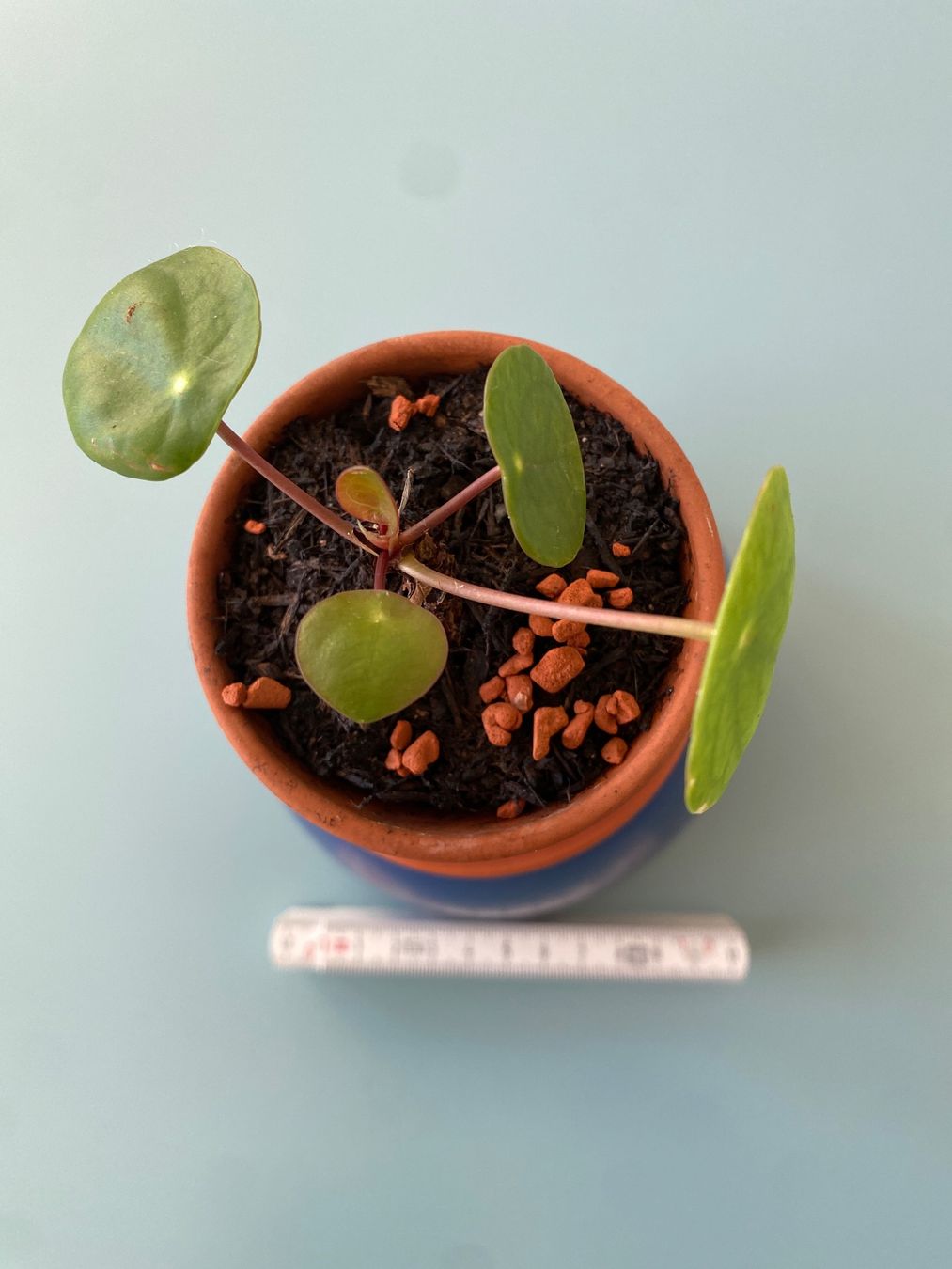 Piante & sementi: Geldbaum/ Dollarpflanze/ Pilea Baby – Nuovo (secondo la descrizione) da Zürich venduto da echt01 2