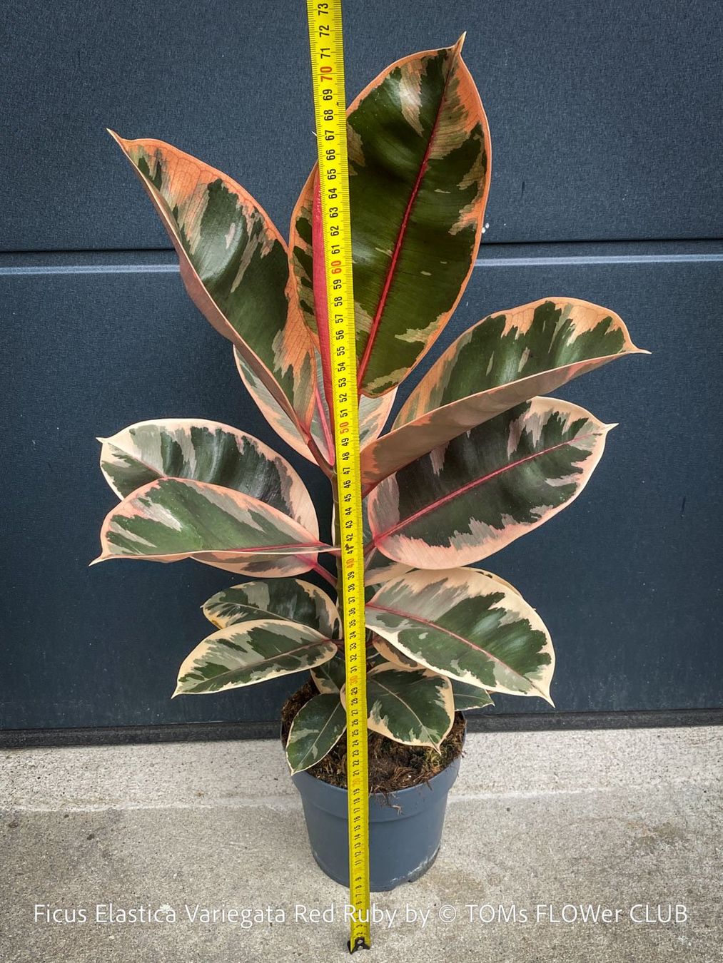 Piante & sementi: Ficus Elastica Variegata Red Ruby - ein absoluter Blickfang – Nuovo e nell'imballaggio originale da Adliswil venduto da asTOMas963 6