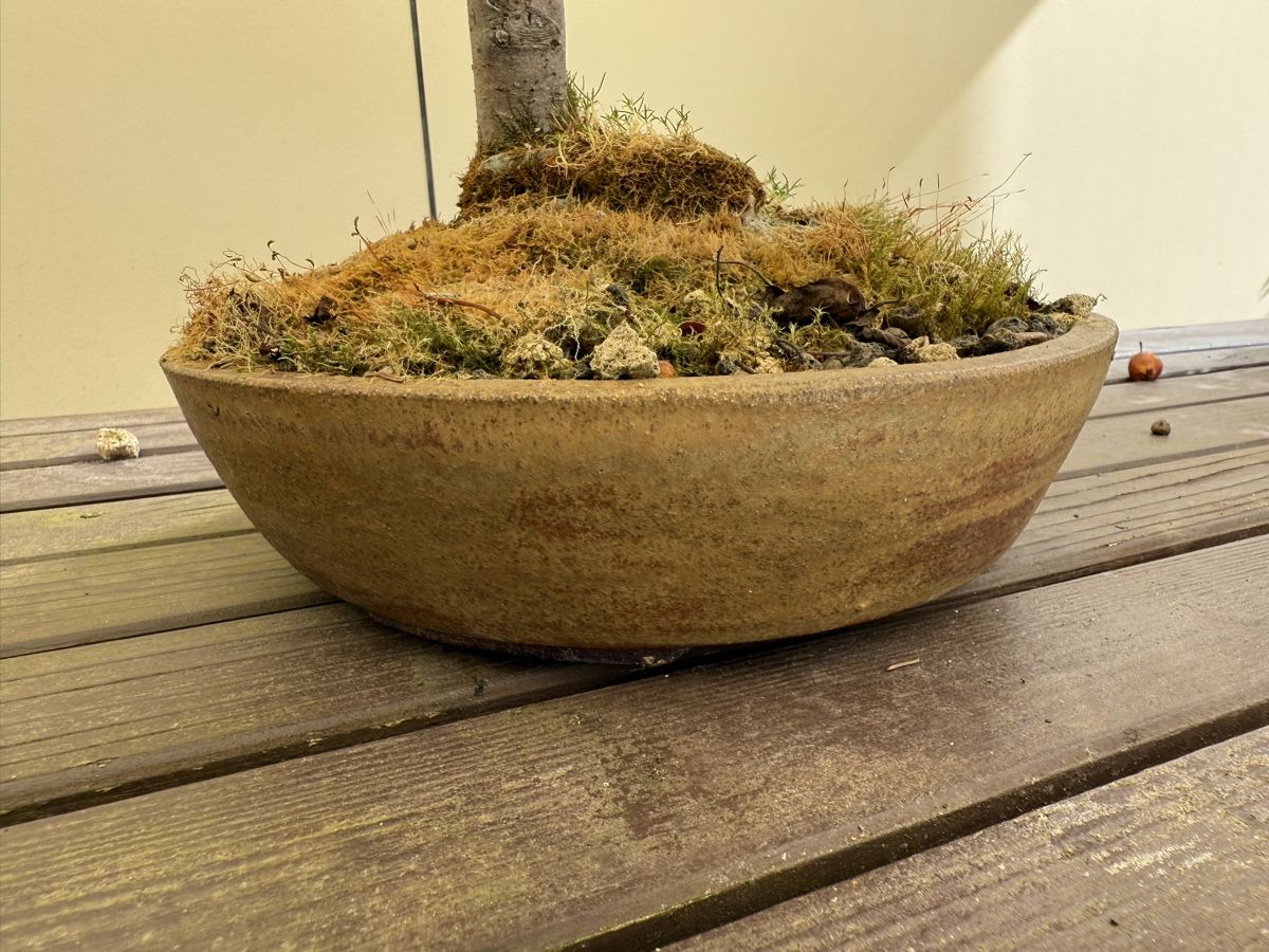 Bonsai Malus (Apfelbaum) in wunderschner Schale (Gebraucht) in Uster fr  CHF 89  nur Abholung auf Ricardo kaufen