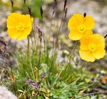 50 Samen  Gelbe Mohnblume «ORIENTAL NUDICAL LEMON»