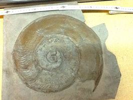 Fossilien aus Holzmaden