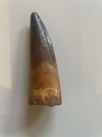 Zahn - Spinosaurus aegipticus