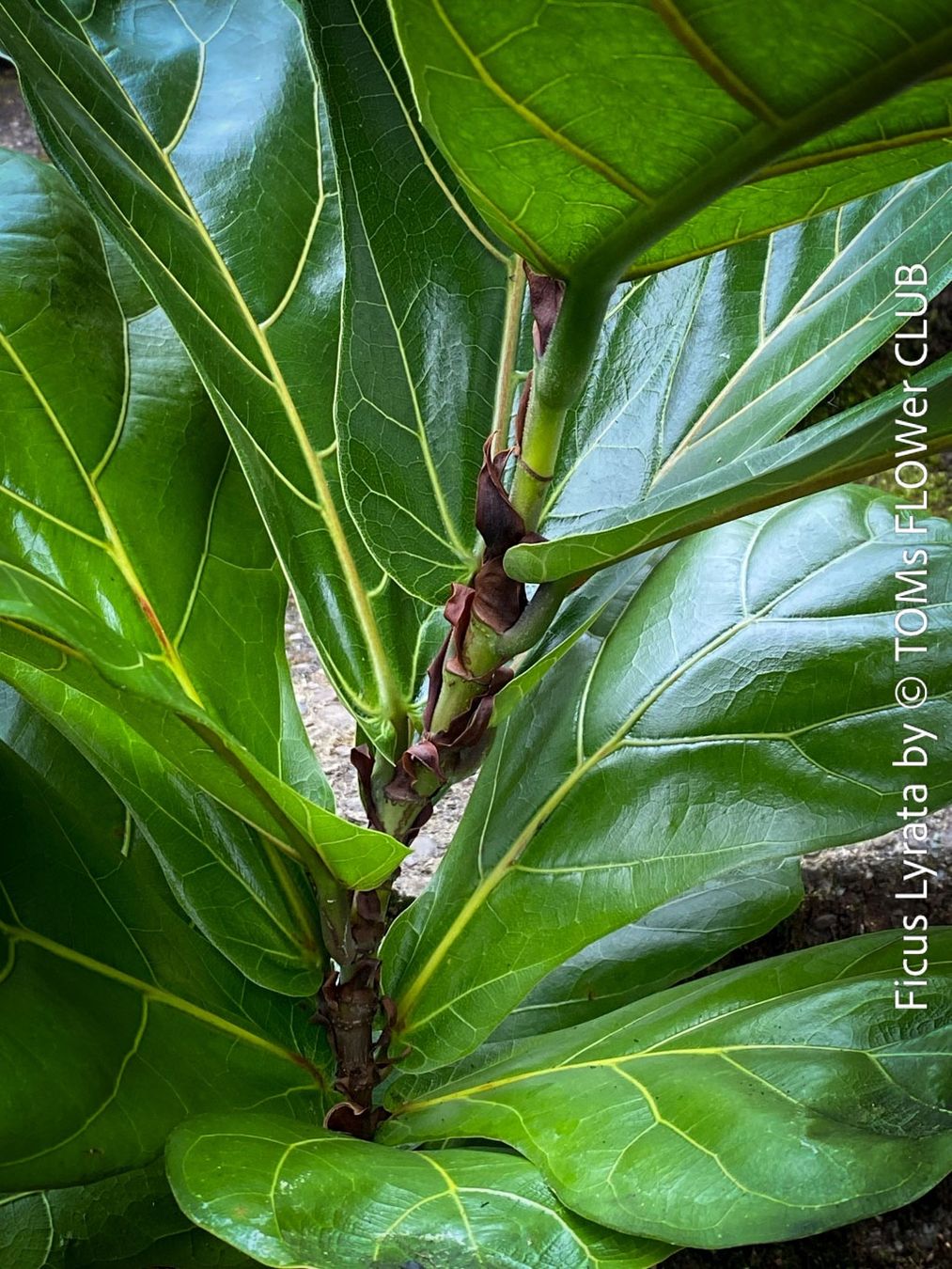 Pflanzen & Samen: Ficus Lyrata - schönes 100cm Bäumchen – Neu und originalverpackt aus Adliswil von astom369 3