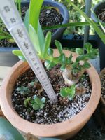 Plante Crassula ovata, Arbre de Jade (plante succulente) pot