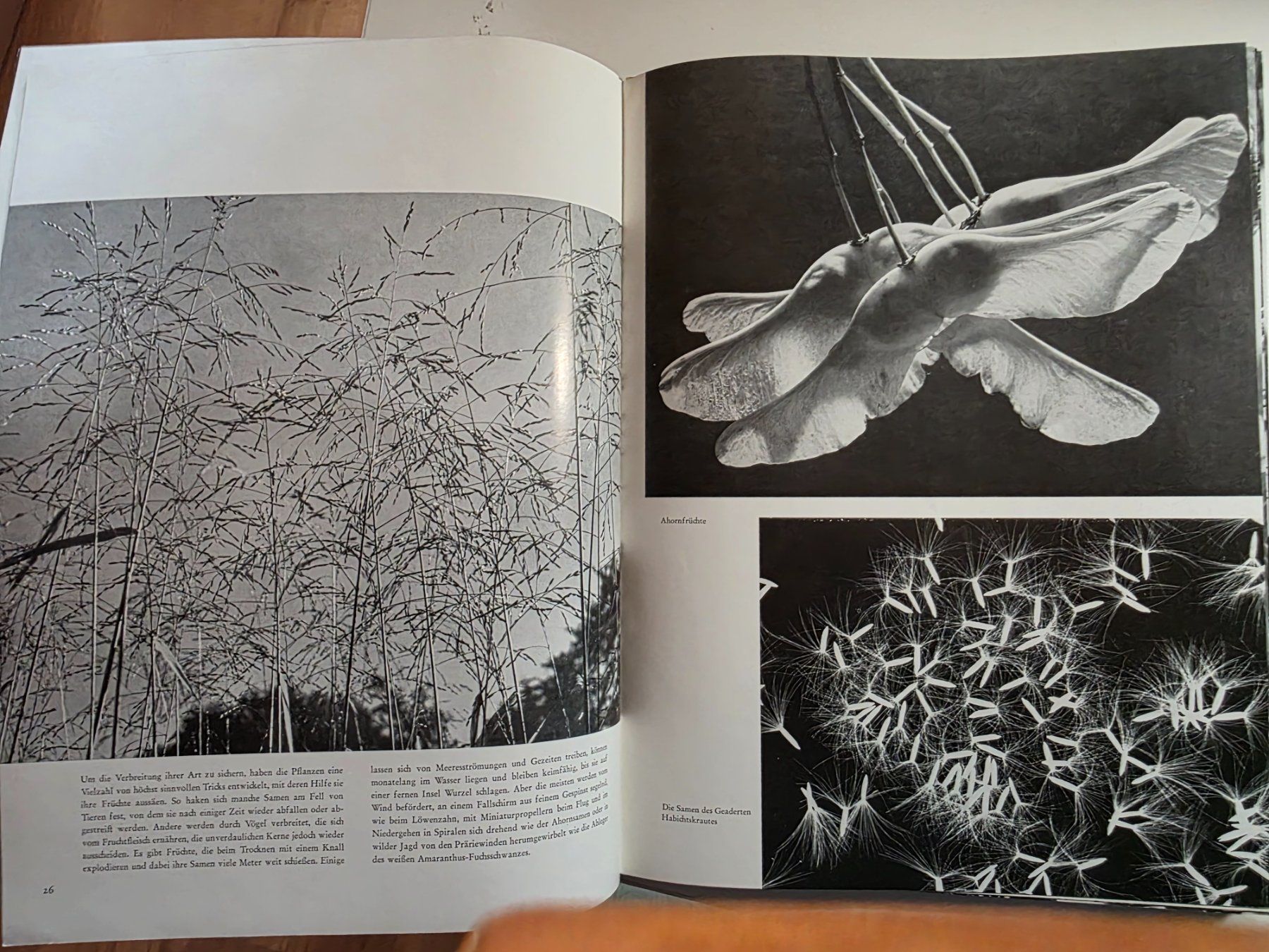 Libri: Das Antlitz der Natur - Andreas Feininger - 1957 – Usato da Walterswil BE venduto da Lonitti 7